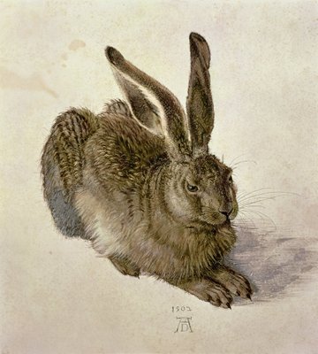 Hare, 1502 (w/c on paper) by Albrecht Durer or Duerer - print