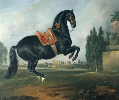 A black horse performing the Courbette (oil on canvas) (for detail see 264709) by Johann Georg Hamilton - print