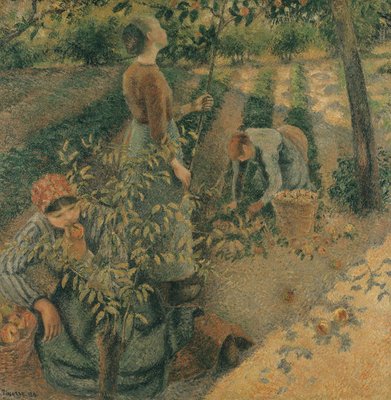 The Apple Pickers, 1886 (oil on canvas) by Camille Pissarro - print
