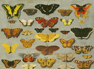 Butterflies (oil on canvas) by Flemish School - print