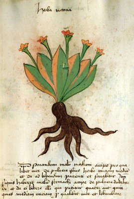 Ms 320 M Fol.34r Herba Victoria, from 'Liber Herbarius una cum rationibus conficiendi medicamenta' by Orgione Rizzardo (vellum) by Italian School - print