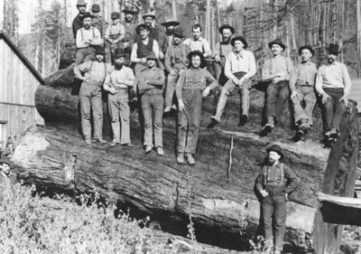 Woodcutters in California, 1891 (b/w photo) by American Photographer - print