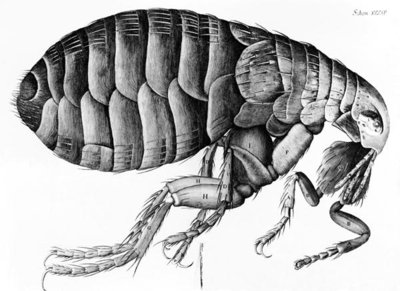 A Flea from Microscope Observation by Robert Hooke (1635-1703), 1665 (engraving) (b/w photo) by English School - print