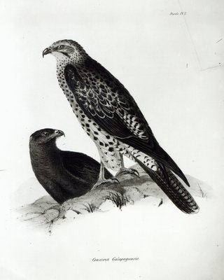 Birds of Prey, plate 2 from 'The Zoology of the Voyage of H.M.S Beagle, 1832-36' by Charles Darwin (litho) (b/w photo) by English School - print