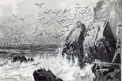 The Haunt of the Gulls, from 'Leisure Hour', 1888 (engraving) by English School - print