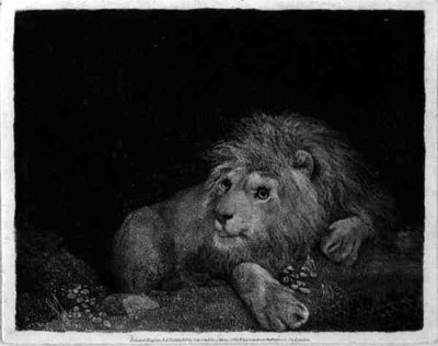 A Lion (A Recumbent Lion) engraved by the artist, pub. 1788 (etching) by George Stubbs - print