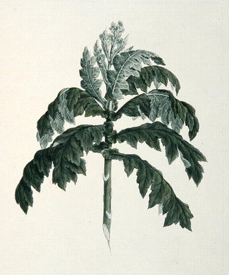 Maraqua, illustration from Forty-one Botanical Drawings with Notes (graphite, w/c and b/c on paper) by Luigi Balugani - print