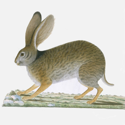 Hare by A Collis - print