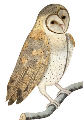 Owl by Anonymous - print