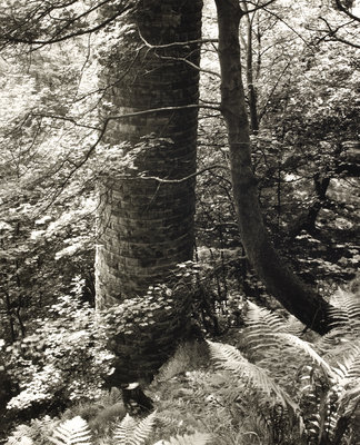Lumb Valley by Fay Godwin - print
