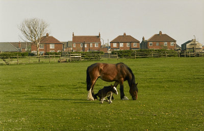 Fine Art Print of Horse and foal in Bradford by Fay Godwin