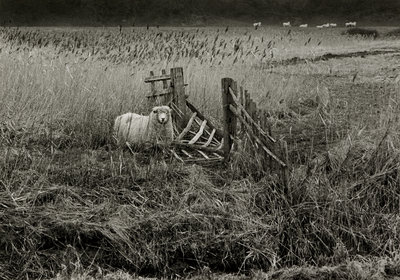 Fine Art Print of Sheep by Fay Godwin