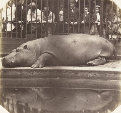 The hippopotamus at the Zoological Gardens by Don Juan Carlos - print