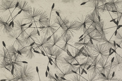 Dandelion seeds by William Henry Fox Talbot - print