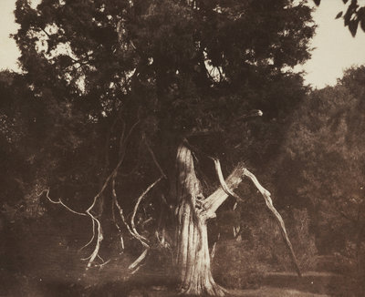 An aged red cedar in the grounds of Mount Edgcumbe by William Henry Fox Talbot - print