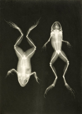 X-ray photograph of frogs, c.1896 by Josef Maria Eder and Eduard Valentia - print
