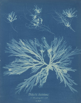 Dictyota dichotoma by Anna Atkins - print