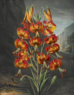 Lily by Robert John Thornton - print