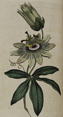 Passion flower by Anonymous - print