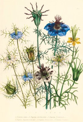 Illustrations of various Nigellas / Love in a Mist by Jane Webb Loudon - print