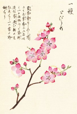 Fine Art Print of Honzo Zufu [Cherry Blossum] by Kan'en Iwasaki
