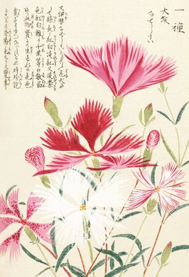 Fine Art Print of Honzo Zufu [Carnations] by Kan'en Iwasaki