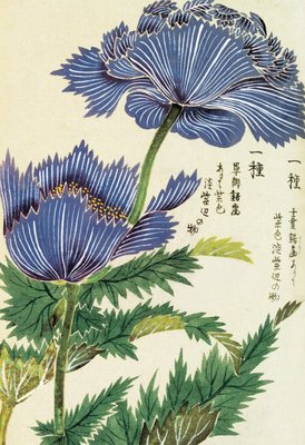 Fine Art Print of Honzo Zufu [Blue Flower] by Kan'en Iwasaki