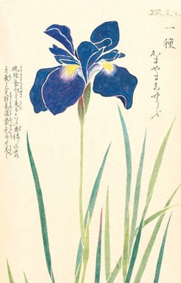 Fine Art Print of Honzo Zufu [Iris] by Kan'en Iwasaki