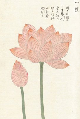 Honzo Zufu [Lotus &amp; Bud] by Kan'en Iwasaki - print