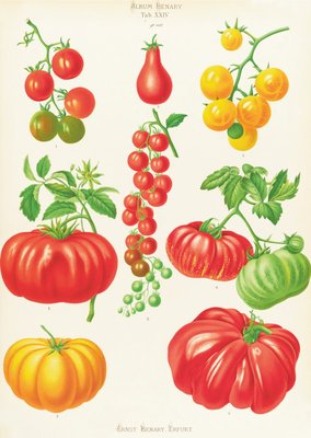 Tomatoes, or Love-Apples by Ernst Benary - print