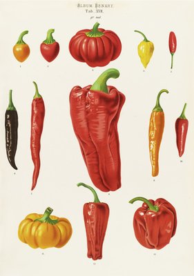 Capsicums, or Chilli Peppers by Ernst Benary - print