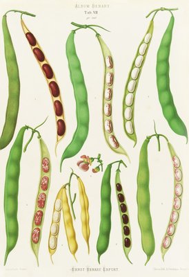 Beans - Dwarf French, Kidney or Snap by Ernst Benary - print
