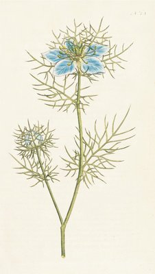 Nigella damascena. Garden Fennel-flower by Sydenham Teast Edwards - print