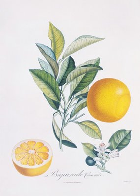 Orange Bigarrade Couronnée by Antoine Poiteau - print
