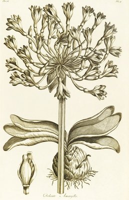 Delicate Amaryllis - Amaryllis orientalis by John Hill - print