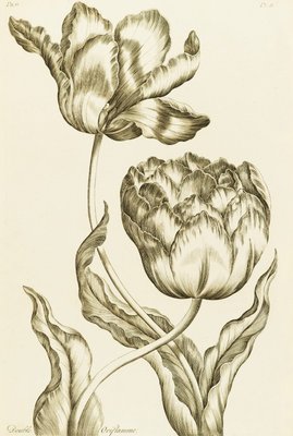 Double Oriflamme - Tulipa Gesneriana Multiplex by John Hill - print