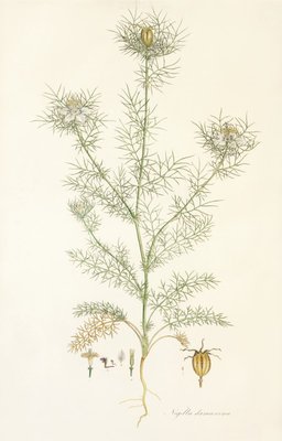 Nigella damascena. Love in a Mist by John Sibthorp - print