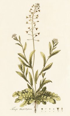 Capsella (Thlaspi) Bursa Pastoris . Shepherd's Purse by William Curtis - print
