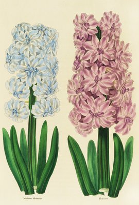 Hyacinths Madame Mermond and Helicon by Anon - print