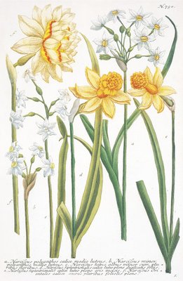 Illustrations of various Narcissi by Johann Wilhelm Weinmann - print
