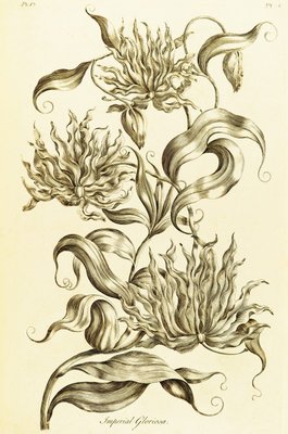 Imperial Gloriosa - Gloriosa superba by John Hill - print