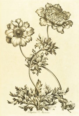 Compleat Anemone - Anemone coronaria by John Hill - print
