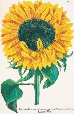 Chrysanthemum indicum flore et semine maximum by Johann Wilhelm Weinmann - print