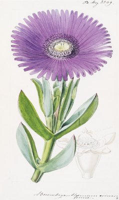 Mesembryanthemum acinaciforme. Scimitar-Leaved Fig-Marigold by Walter Hood Fitch - print