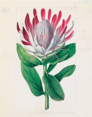 Protea formosa. Crown-Flowered Protea by Sydenham Teast Edwards - print