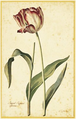 Tulip by Georg Dionysius Ehret - print