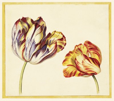 Tulips by Simon Verelst - print