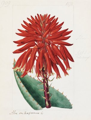 Aloe mitriformis Mill. Mitre Aloe by Sydenham Teast Edwards - print