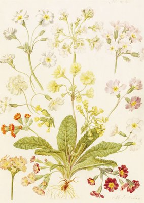 Polyanthus and Primroses by Maria Sibylla Merian - print