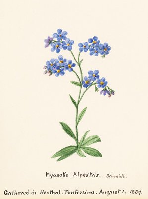 Fine Art Print of Myosotis alpestris. F.W. Schmidt. Forget Me Not by Sidney Eliza Forster